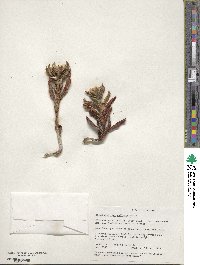 Carpobrotus chilensis image