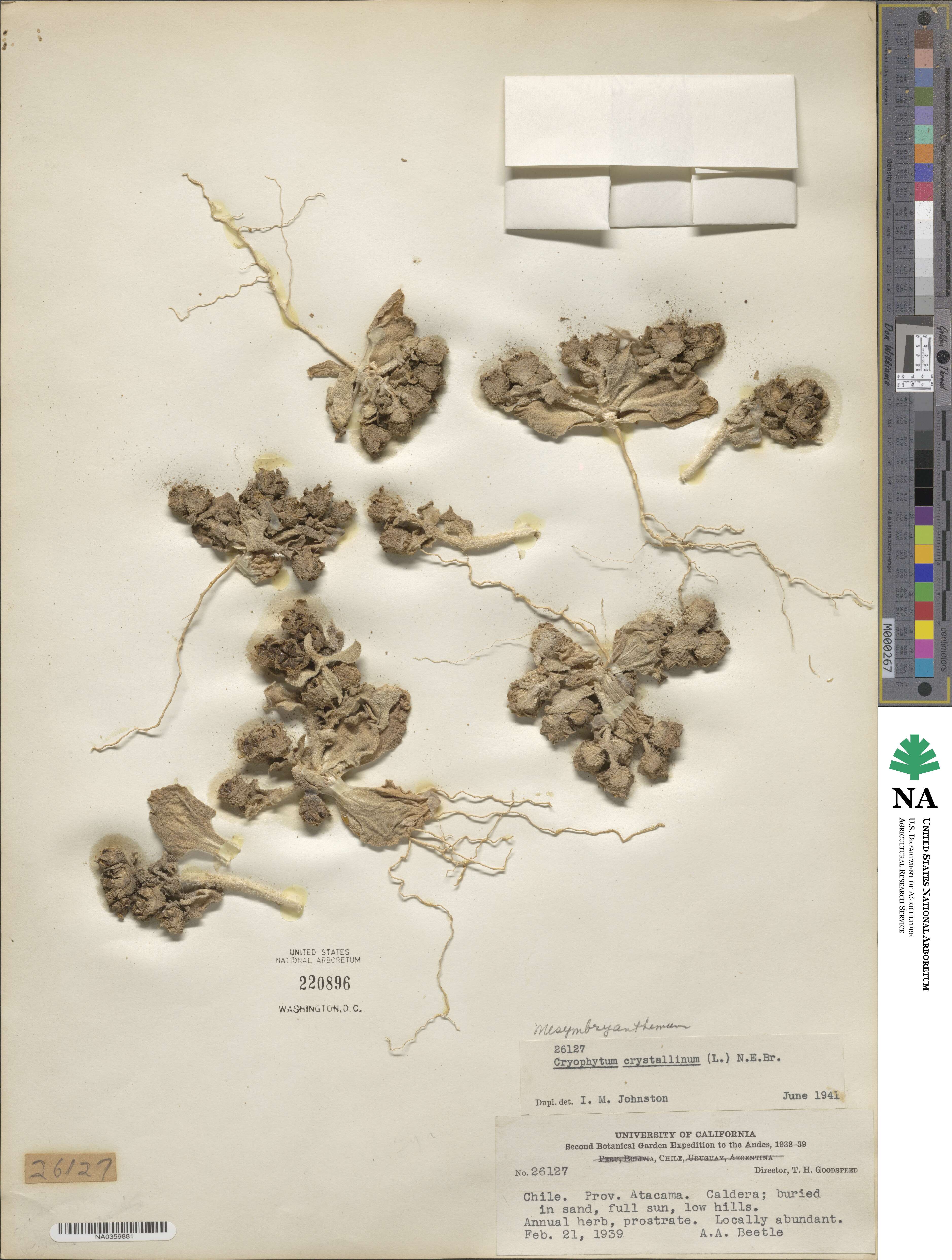 Mesembryanthemum crystallinum image