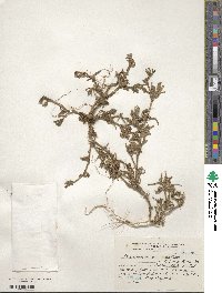 Mesembryanthemum nodiflorum image