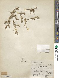 Mesembryanthemum nodiflorum image