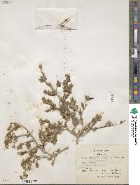 Mesembryanthemum nodiflorum image