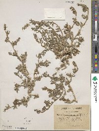 Mesembryanthemum nodiflorum image