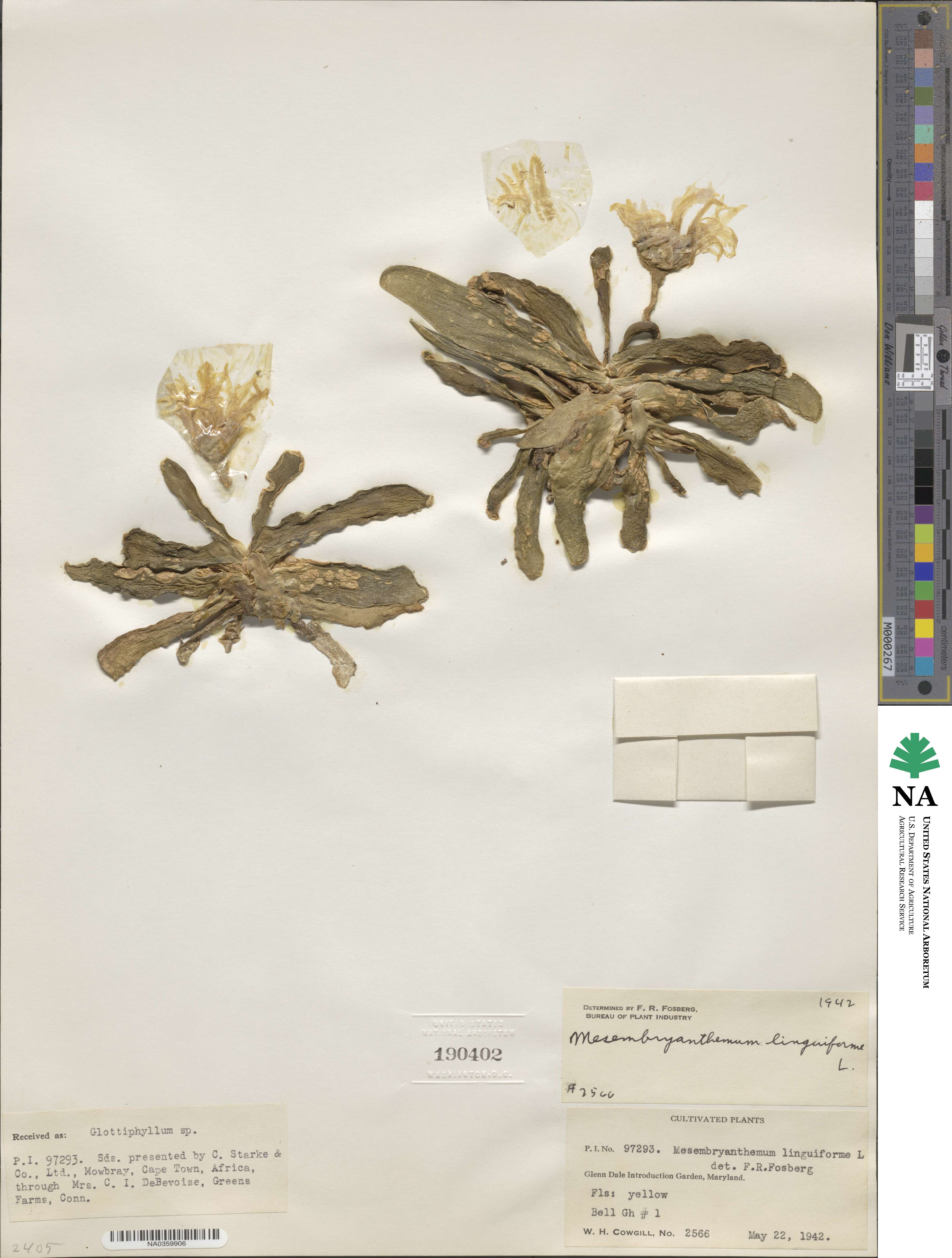 Mesembryanthemum linguiforme image