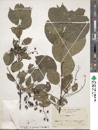 Prunus virginiana image