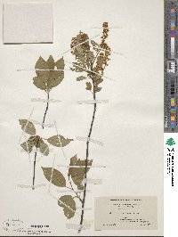 Prunus virginiana image