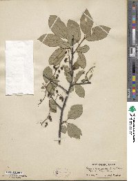 Prunus virginiana image