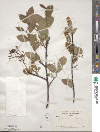 Prunus virginiana image