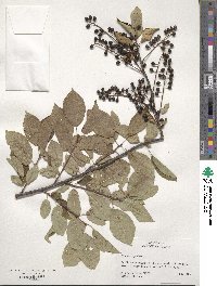 Prunus virginiana image