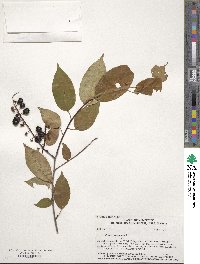 Prunus virginiana image