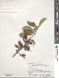 Prunus virginiana image