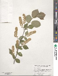 Prunus virginiana image