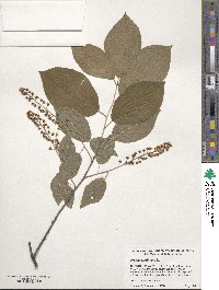 Prunus virginiana image