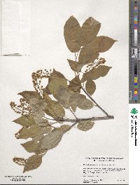 Prunus virginiana image