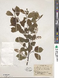 Prunus virginiana image