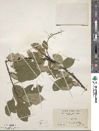 Prunus virginiana image