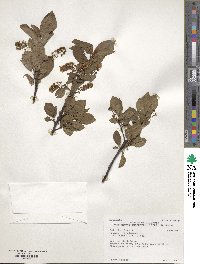 Prunus virginiana f. deamii image