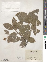 Prunus virginiana var. demissa image