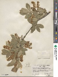 Prunus virginiana var. demissa image