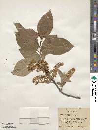 Prunus virginiana image