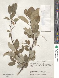 Prunus virginiana var. demissa image