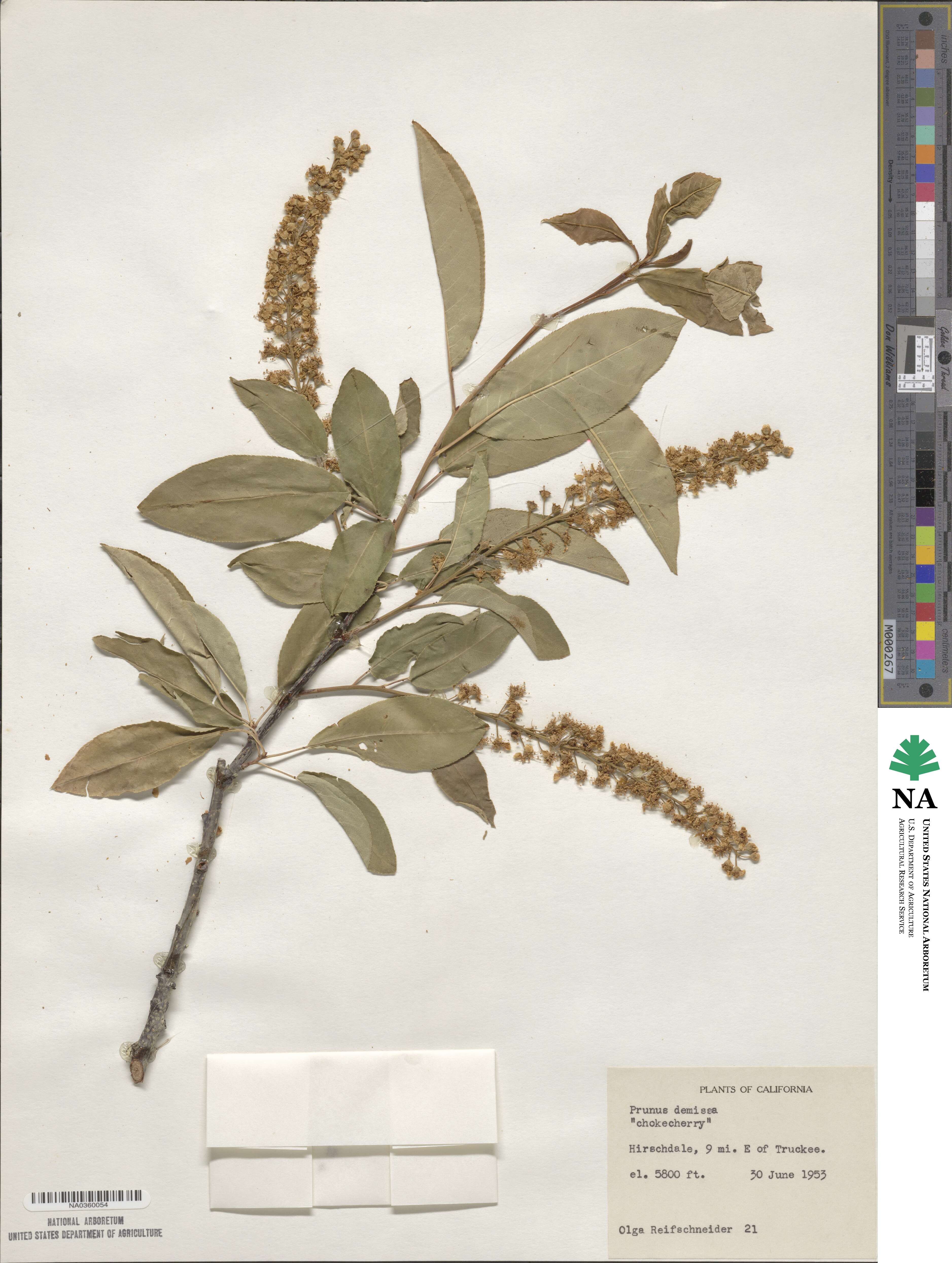 Prunus virginiana var. demissa image