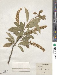 Prunus virginiana image