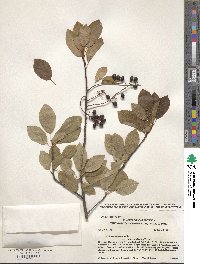 Prunus virginiana image