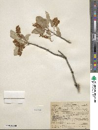 Prunus virginiana var. demissa image