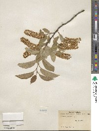 Prunus virginiana image