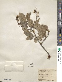 Prunus virginiana var. demissa image