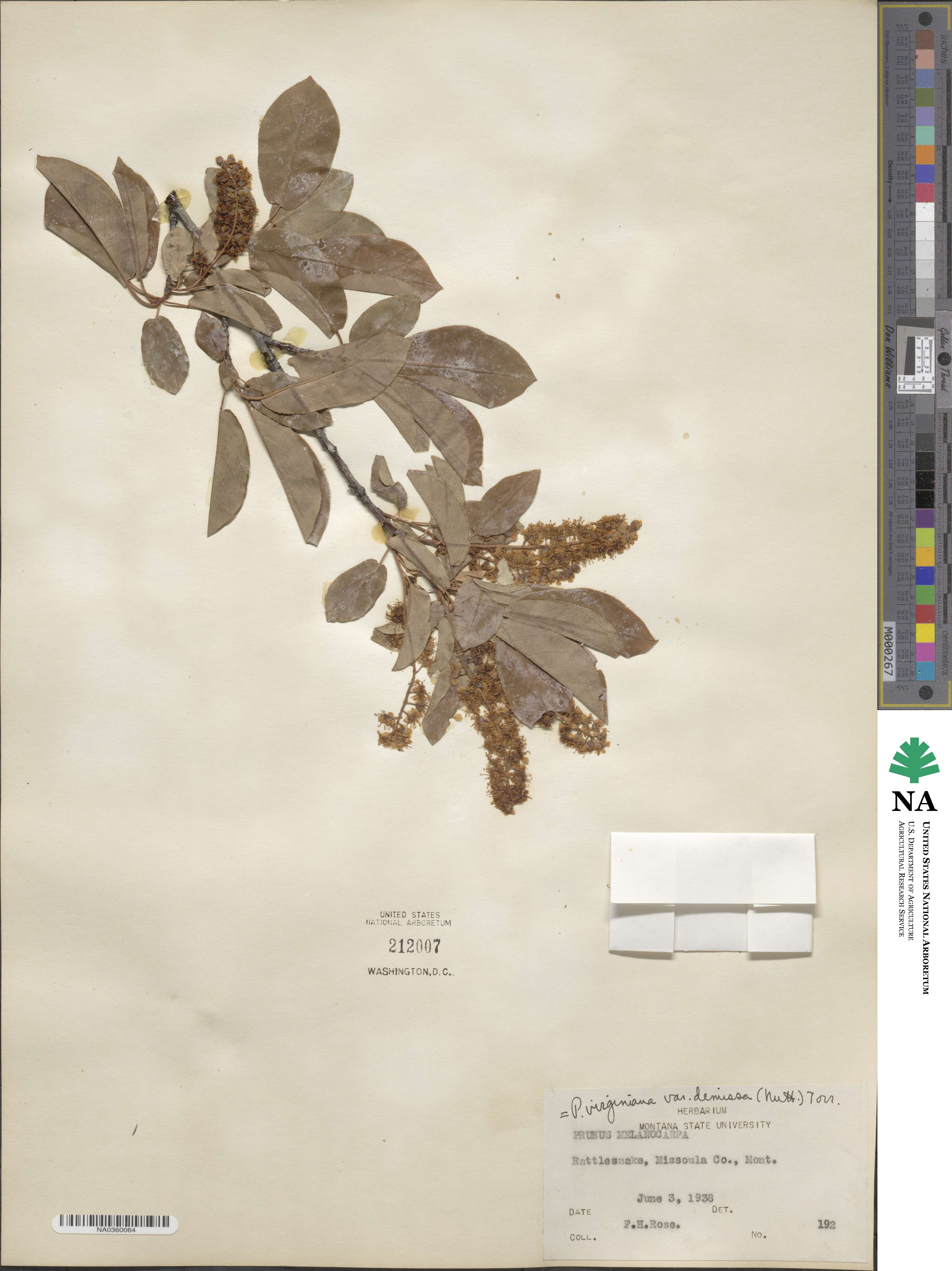 Prunus virginiana var. demissa image