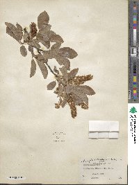 Prunus virginiana var. demissa image