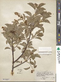 Prunus virginiana var. demissa image