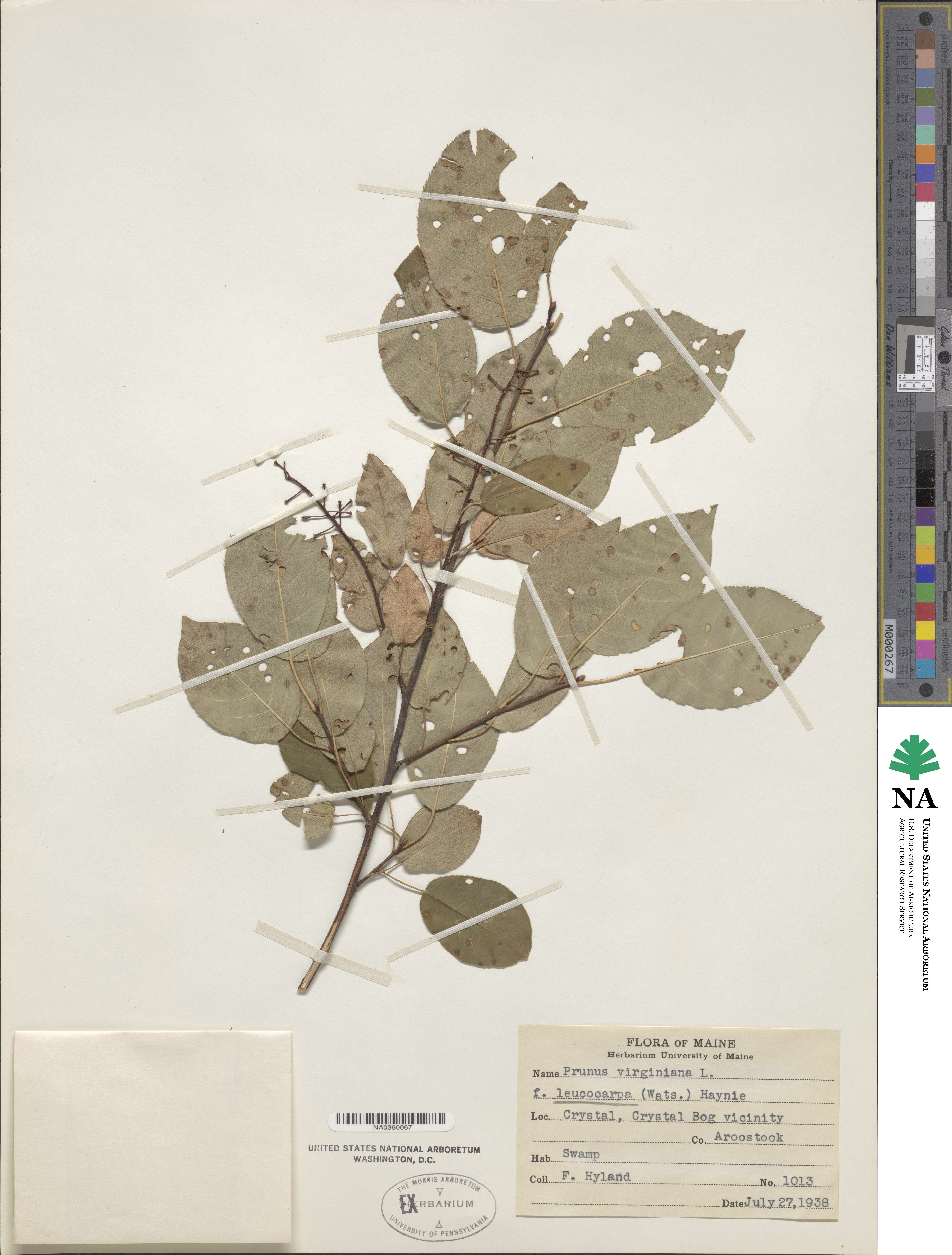 Prunus virginiana f. leucocarpa image