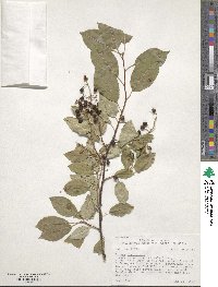 Prunus virginiana var. melanocarpa image