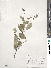 Prunus virginiana var. melanocarpa image