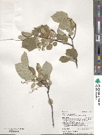 Prunus virginiana image