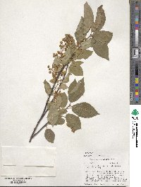 Prunus virginiana image