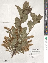 Prunus virginiana image