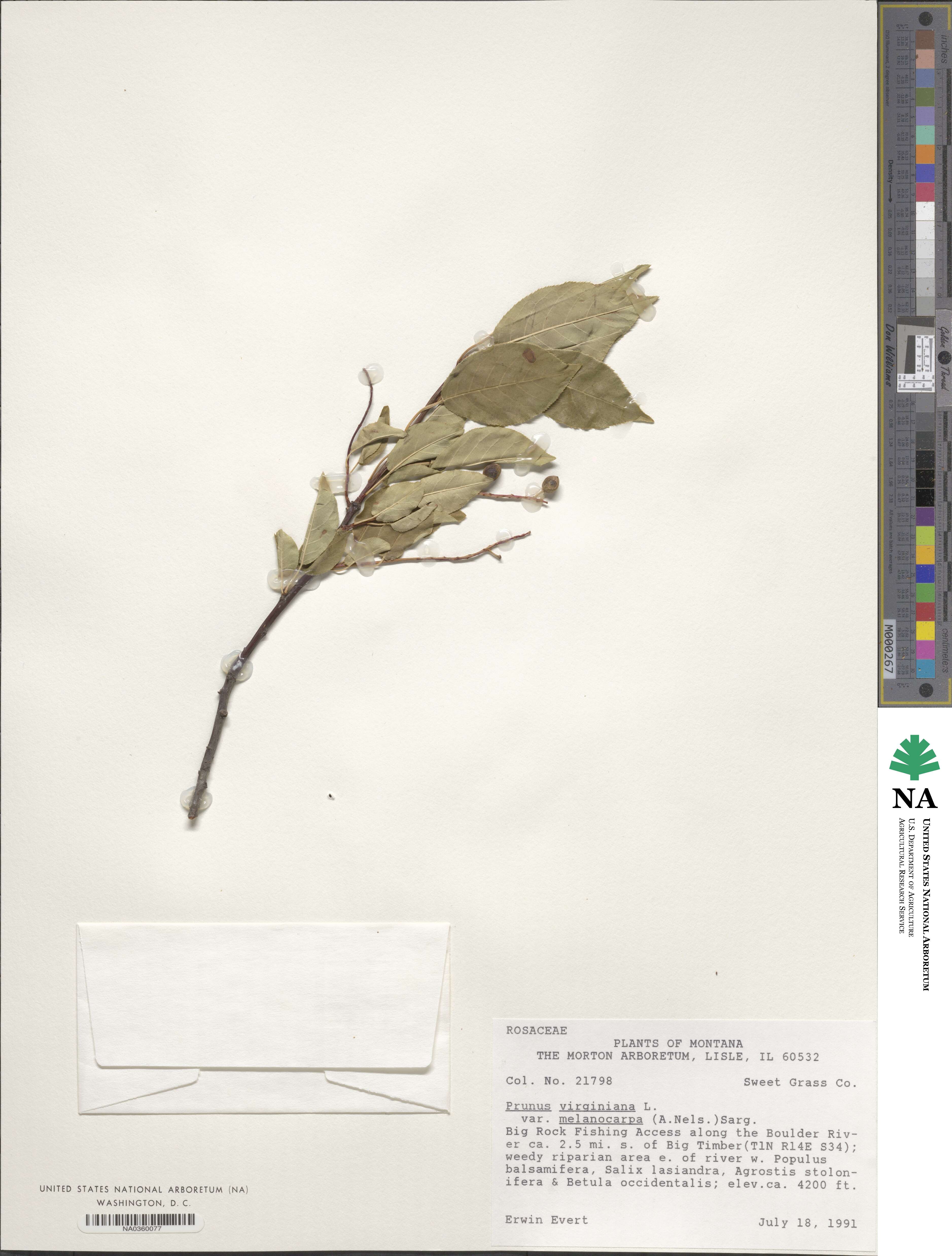 Prunus virginiana var. melanocarpa image