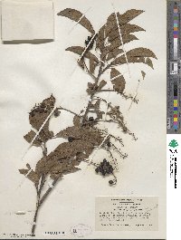 Prunus virginiana var. melanocarpa image