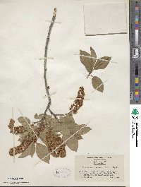 Prunus virginiana image