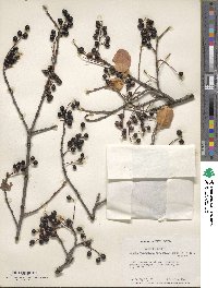 Prunus virginiana image