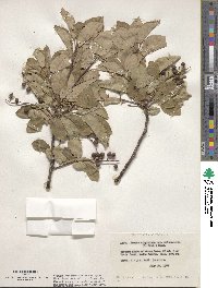 Prunus virginiana var. melanocarpa image