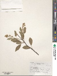 Prunus virginiana image