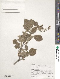 Prunus virginiana var. melanocarpa image