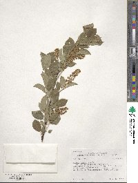 Prunus virginiana image