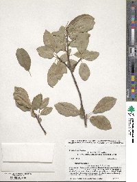 Prunus virginiana var. melanocarpa image