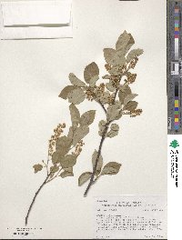 Prunus virginiana var. melanocarpa image