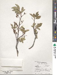 Prunus virginiana image